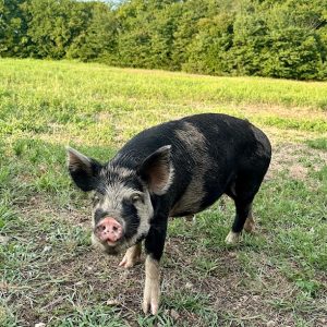 KuneKune Gilt "Rooney" - SOLD