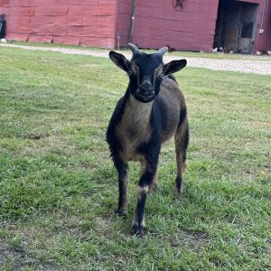 **SOLD**Nigerian Dwarf Buckling “Ringer”