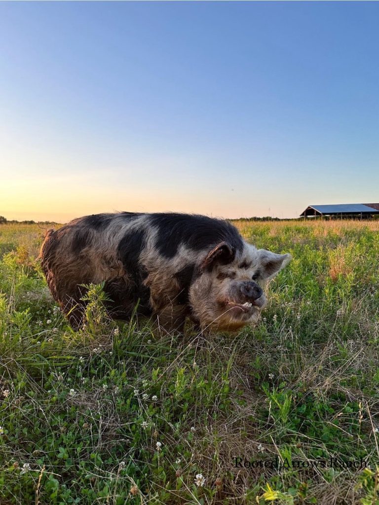 Why KuneKunes are the Ideal Family Homestead Pig