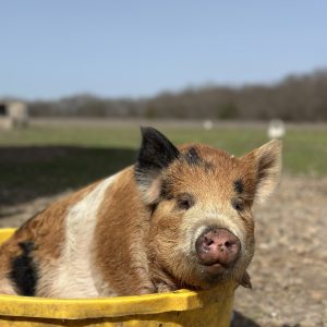 **SOLD** KuneKune Tri-Color Gilt 2