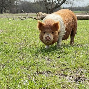 **SOLD** KuneKune Tri-Color Gilt 1