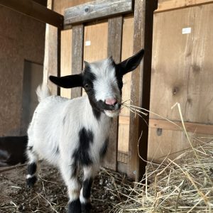 **SOLD** Nigerian Dwarf Doeling “LARK”