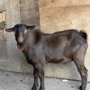 SOLD - Nigerian Dwarf Buckling “BlackBerry”