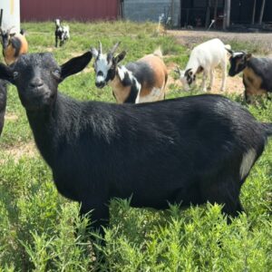 **SOLD** Nigerian Dwarf WETHER “THUNDER”