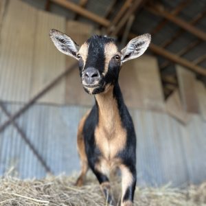 SOLD - Raine - Nigerian Dwarf Doe
