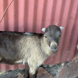 **SOLD** DOELING - Peanut