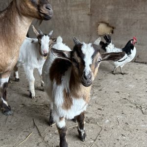 **SOLD**Buckskin WETHER