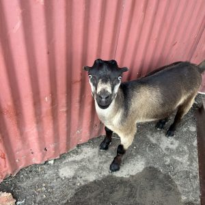 ***SOLD****JASPER - Mini Lamancha buck