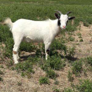 **SOLD** WETHER - Frost - 122924