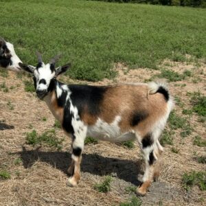 ***SOLD*** Fern - Nigerian Dwarf Doeling -122924