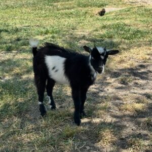 ***SOLD**DOELING 6325Blue