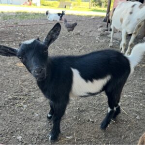 **SOLD** DOELING 6325Brown