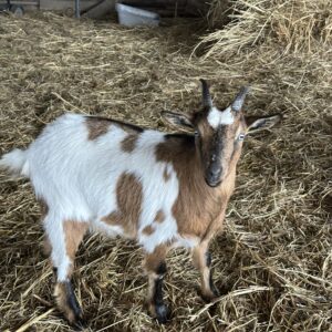 **SOLD**Blue-eyed Buckskin Doeling 22725