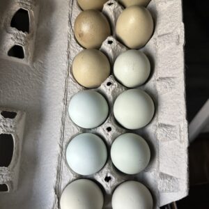 Hatching Eggs - Dozen Blue Easter Egger & Oliver Egger Hatching Eggs